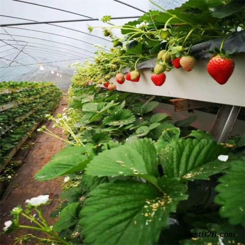hydro grow system